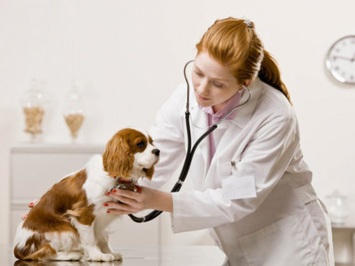 Serious veterinarian examining dog and listening with stethoscope during checkup