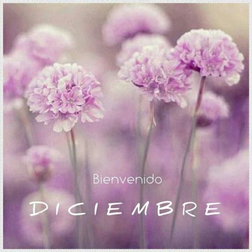 Imágenes Divertidas Con Frases Lindas Para Decir “hola Diciembre” Mejores Imágenes 